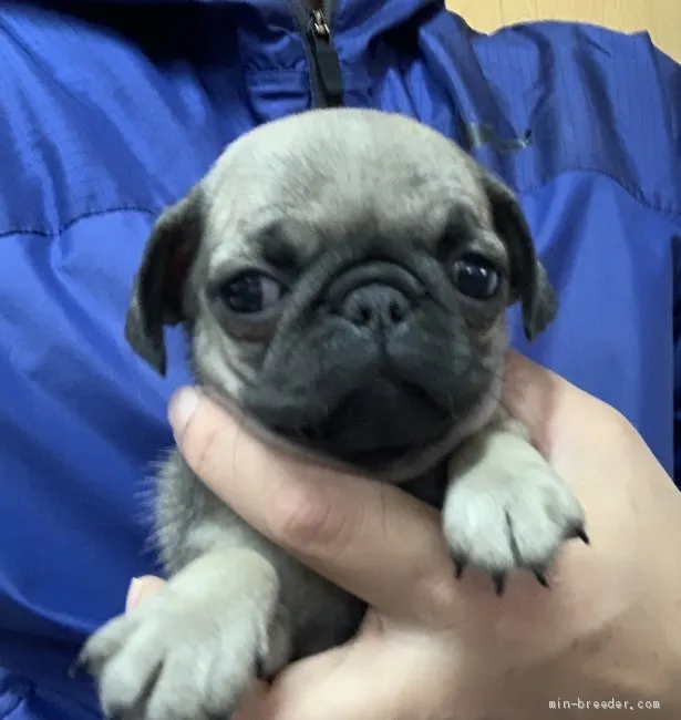 ID:2003-00444の子犬
