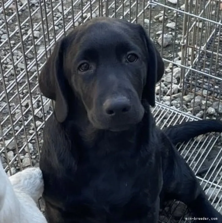 ゆっきー 様のお迎えした子犬