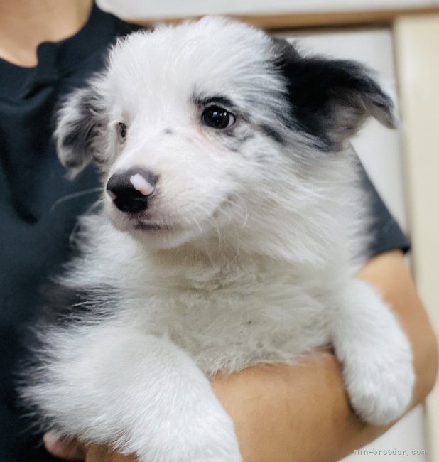 ボーダーコリー 群馬県 女の子 21年6月13日 ブルーマール オッドアイのブルーマール女の子 みんなのブリーダー 子犬 Id 2107