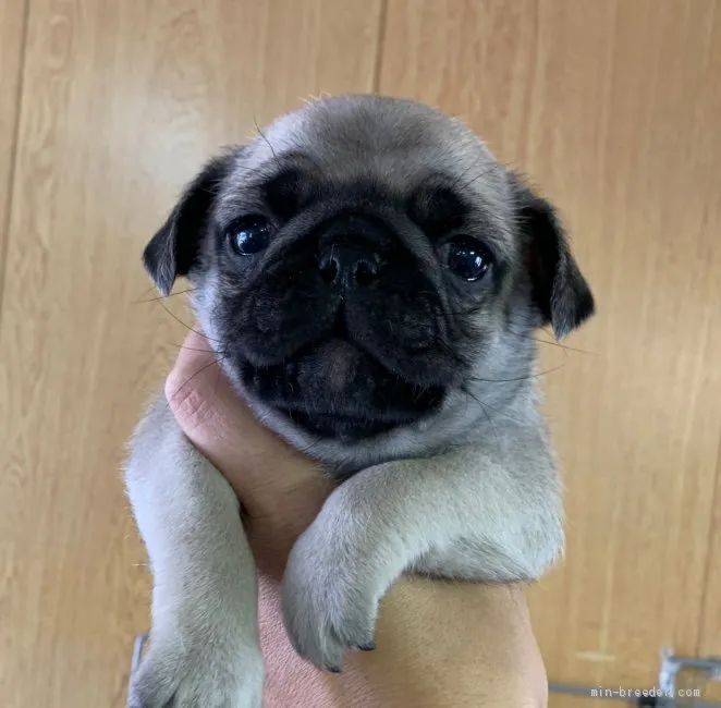 ID:2003-00447の子犬