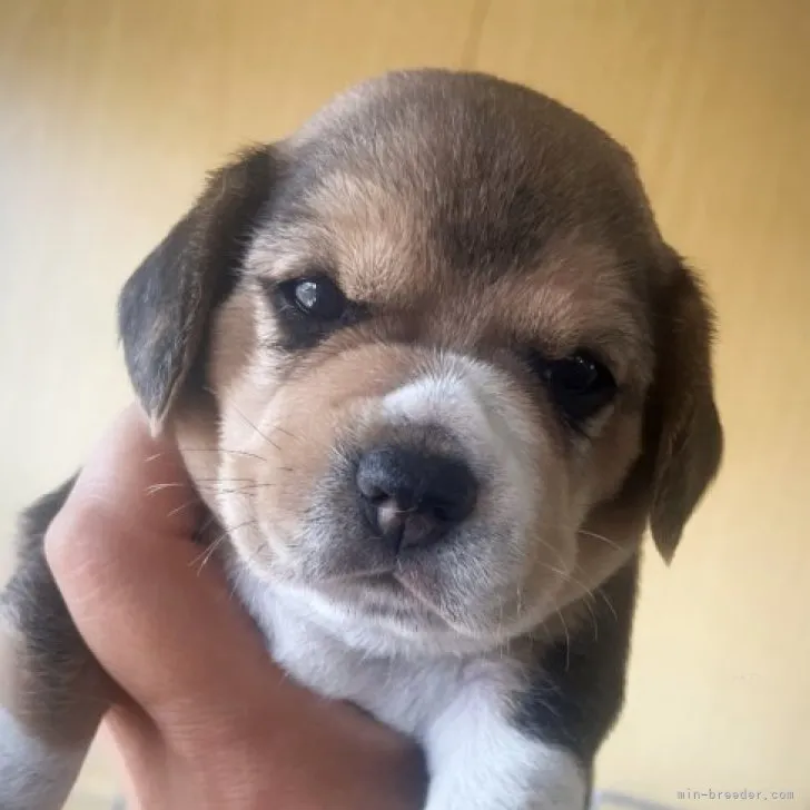 りー 様のお迎えした子犬