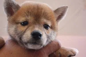ID:1605-00226の子犬