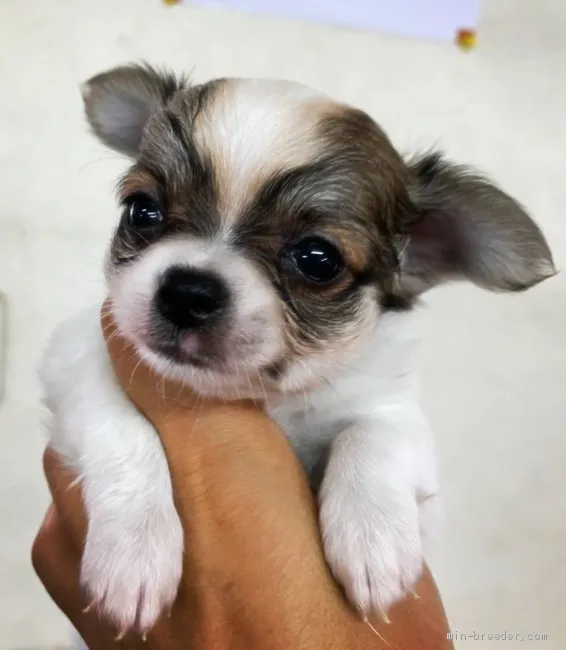 ID:2008-02804の子犬