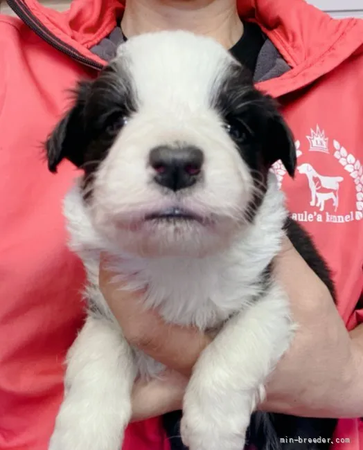 ID：2203-00119の子犬