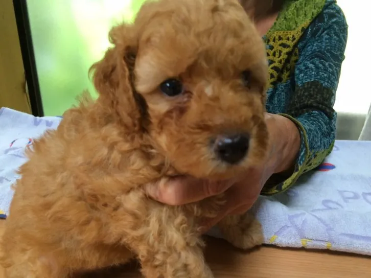 ID:1609-00900の子犬