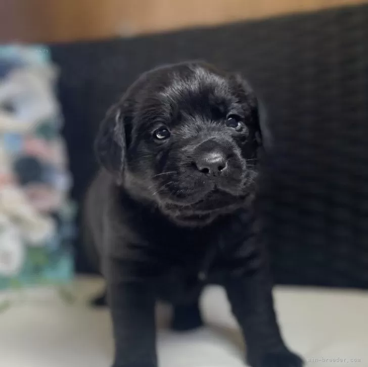 ID:2402-05378の子犬
