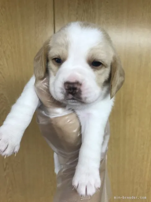 ID:1805-01968の子犬