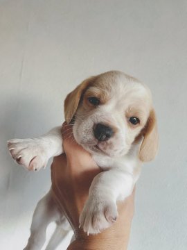 ビーグル【群馬県・男の子・2017年10月24日・レモン&ホワイト】の写真「13インチの可愛い男の子」