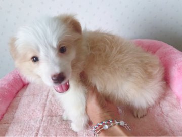 ボーダーコリー【群馬県・女の子・2018年7月9日・レッド&ホワイト】の写真「フルカラーフルブレーズの美人さん❤️」