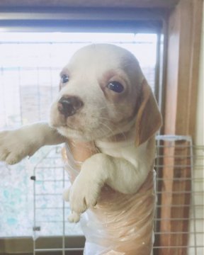 ビーグル【群馬県・女の子・2018年6月26日・レモン&ホワイト】の写真「13インチの可愛い女の子❤️」