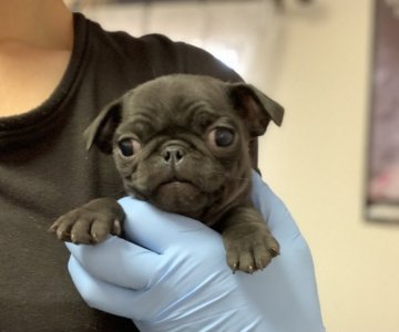 パグ【群馬県・男の子・2020年11月1日・ブラック】の写真「とても小振りな黒パグ君❣️元気いっぱい」