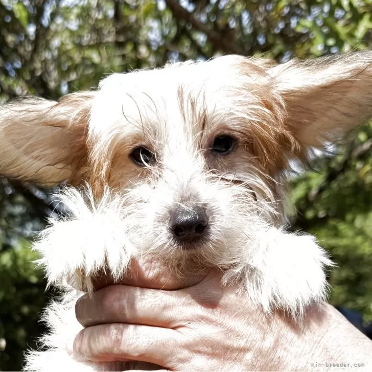 ここあ 様のお迎えした子犬