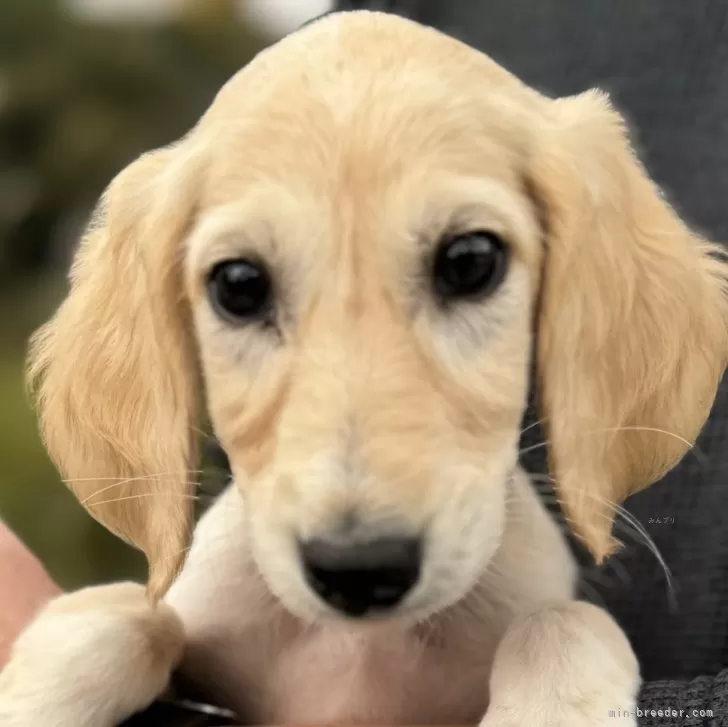 K.N 様のお迎えした子犬