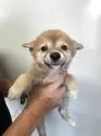ポメ柴(ポメラニアン×柴犬)【奈良県・男の子・2025年7月20日・赤】の写真3