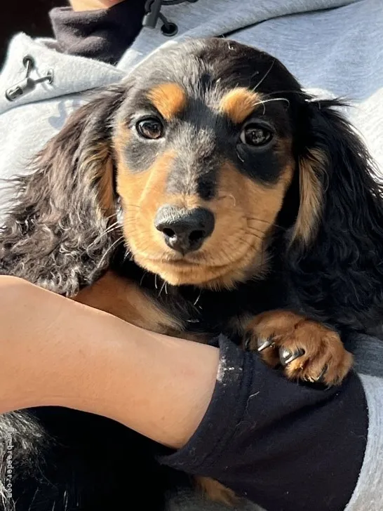 ミニチュアダックスフンド(ロング)【奈良県・男の子・2022年1月3日・ブラックタン】の写真1