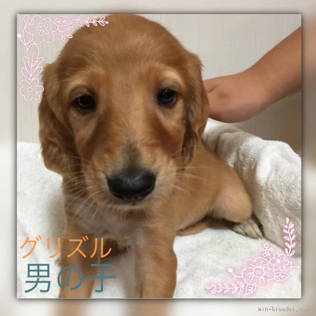 ID：1711-00092の子犬