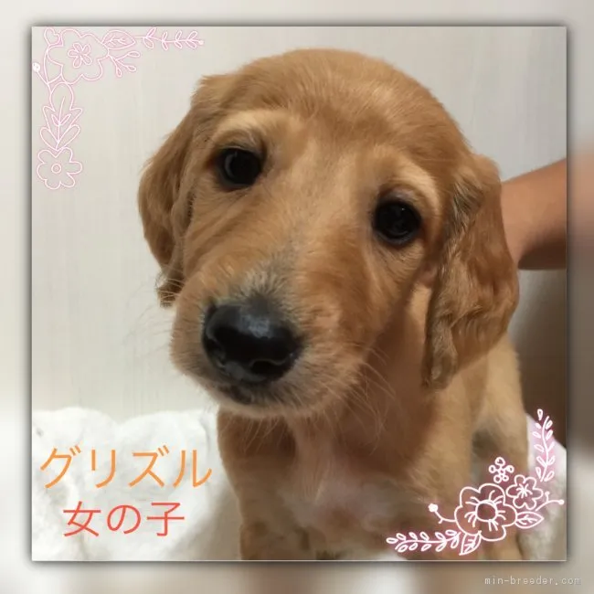 ID：1711-00089の子犬