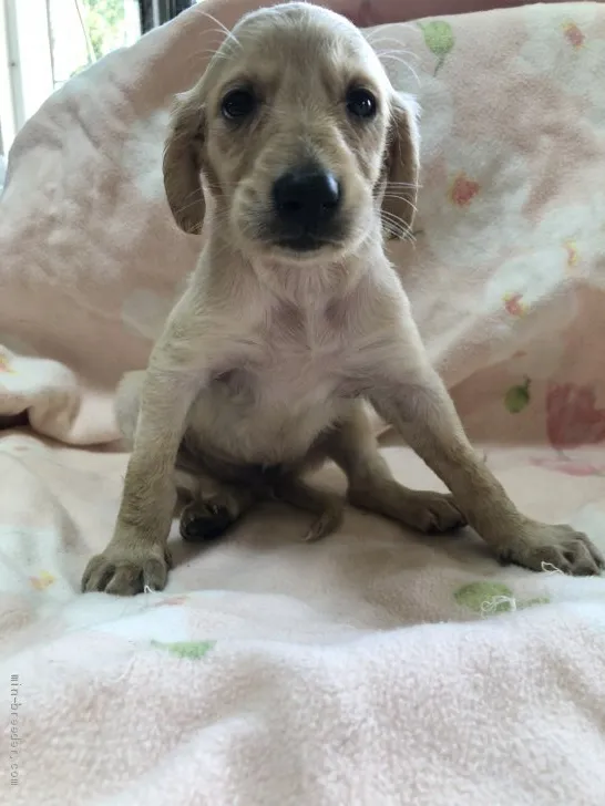 ID:2009-00319の子犬