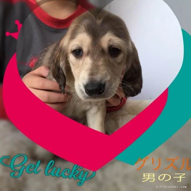 ID：1702-01368の子犬