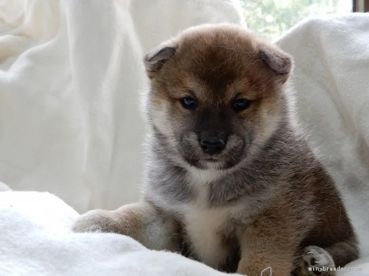 ランエボ 様のお迎えした子犬