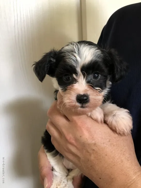 ID:2107-03124の子犬