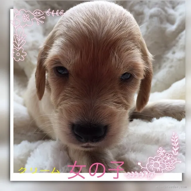 ID:1710-00367の子犬