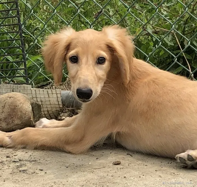 ID:1904-02900の子犬