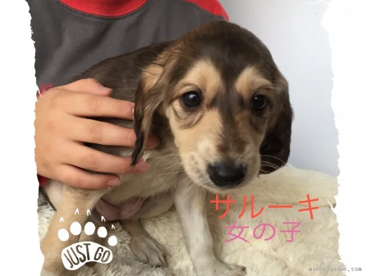 ID：1702-00848の子犬