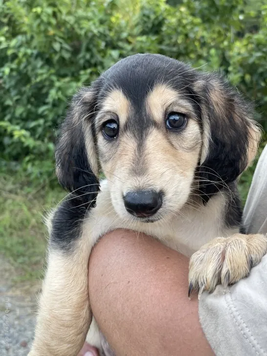 ID:2108-01976の子犬