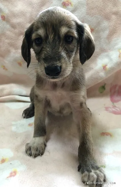 ID：2009-00328の子犬