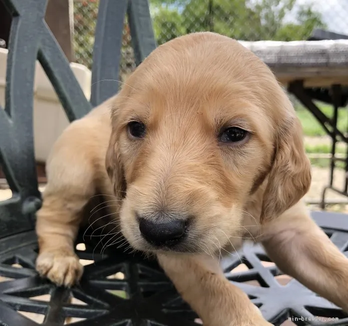 ID：1904-02901の子犬