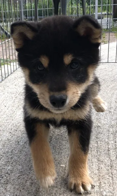 ID:2004-00546の子犬