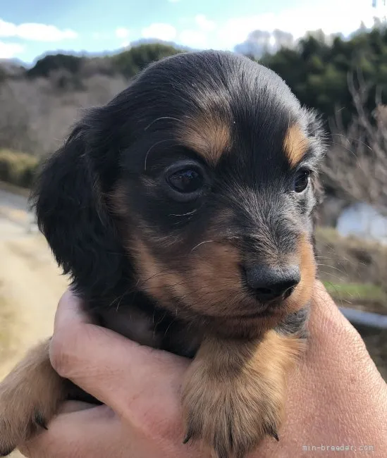 ID:2202-00960の子犬