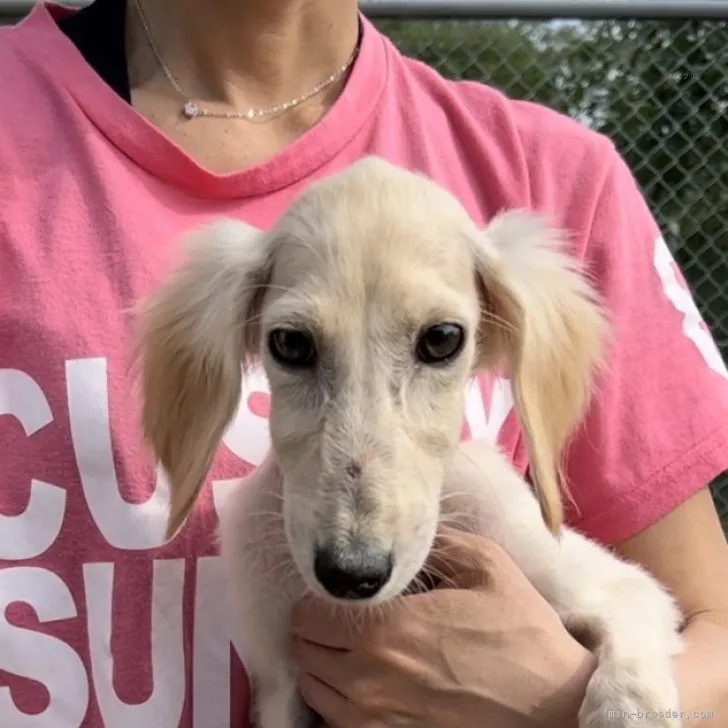 ID:2310-01258の子犬