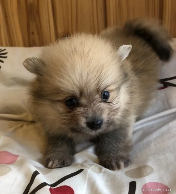 ID:1903-02428の子犬