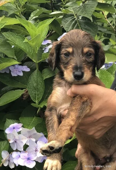 ID:2106-03416の子犬