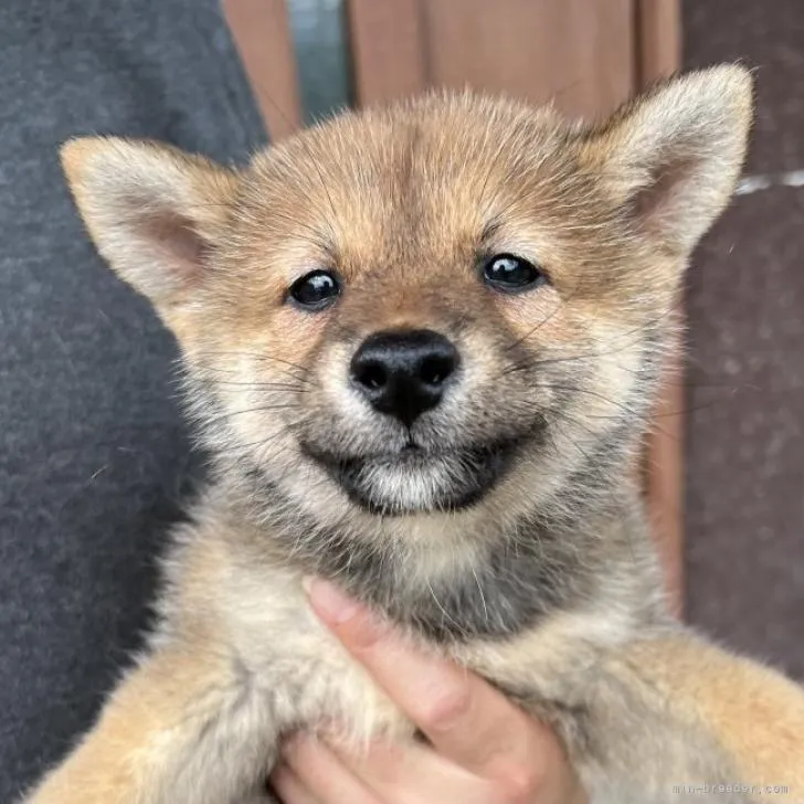 jack 様のお迎えした子犬