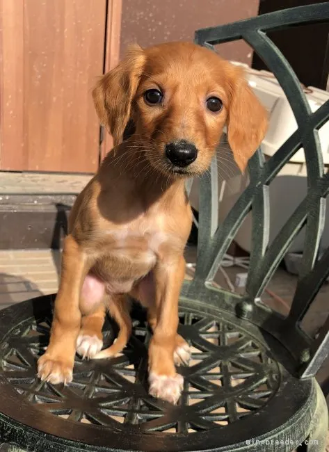 メイ 様のお迎えした子犬