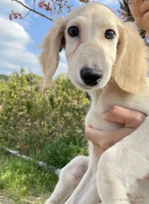まりさん 様のお迎えした子犬