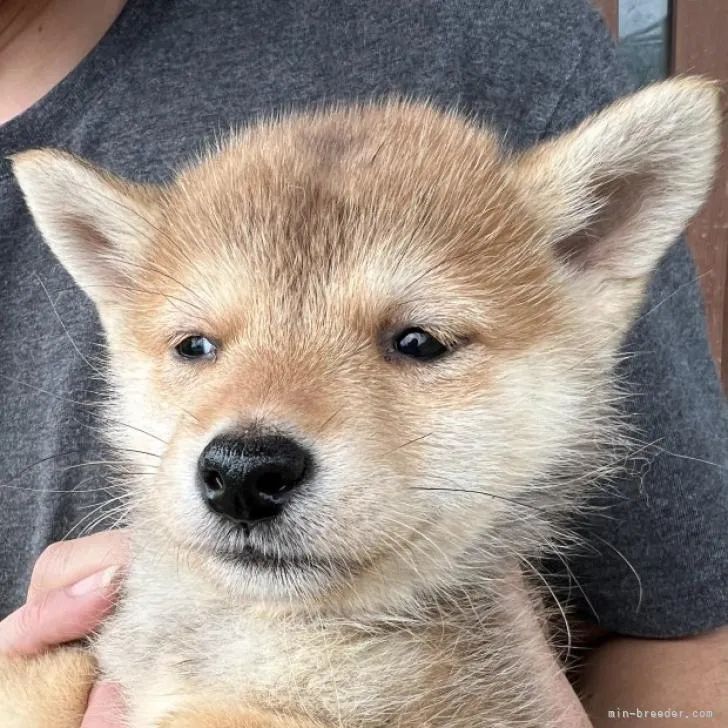 柴犬(標準サイズ)【奈良県・男の子・2022年6月13日・赤】の写真1