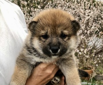 柴犬(標準サイズ)【奈良県・男の子・2021年2月2日・赤】の写真「きりりとした目元」