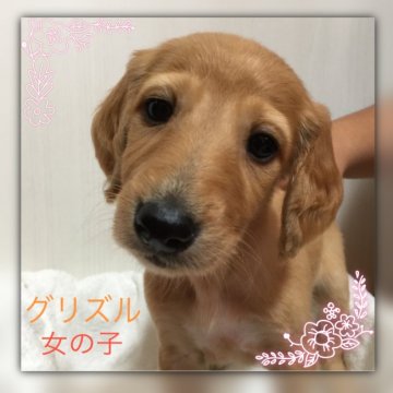 サルーキ【奈良県・女の子・2017年9月27日・グリズル】の写真「凛とした美しさの女の子です(^^)」