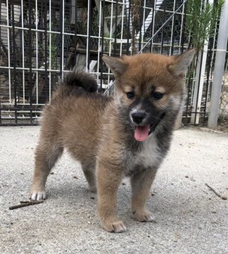 柴犬(標準サイズ)【奈良県・女の子・2019年6月9日・胡麻か赤】の写真「凛とした佇まいだけどまん丸お目目がかわいい！」