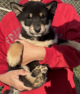 柴犬(標準サイズ)【奈良県・男の子・2021年9月26日・黒】の写真「キリッとした眼差しはお利口さんの現れです」