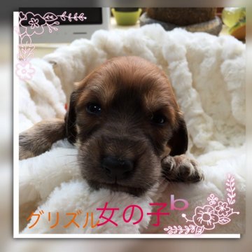 サルーキ【奈良県・女の子・2017年9月6日・グリズル】の写真「愛らしいお顔立ちのグリズル女の子」
