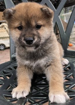 柴犬(標準サイズ)【奈良県・男の子・2018年11月15日・胡麻もしくは赤】の写真「むくむく、ころころの男の子！」