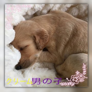 サルーキ【奈良県・男の子・2017年9月6日・クリーム】の写真「優しいクリームカラーの男の子」