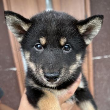 柴犬(標準サイズ)【奈良県・男の子・2022年6月13日・黒】の写真「キリッとした目元がかっこいい！」