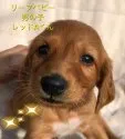 サルーキ【奈良県・男の子・2019年8月7日・レッド】の写真1「9\5撮影」