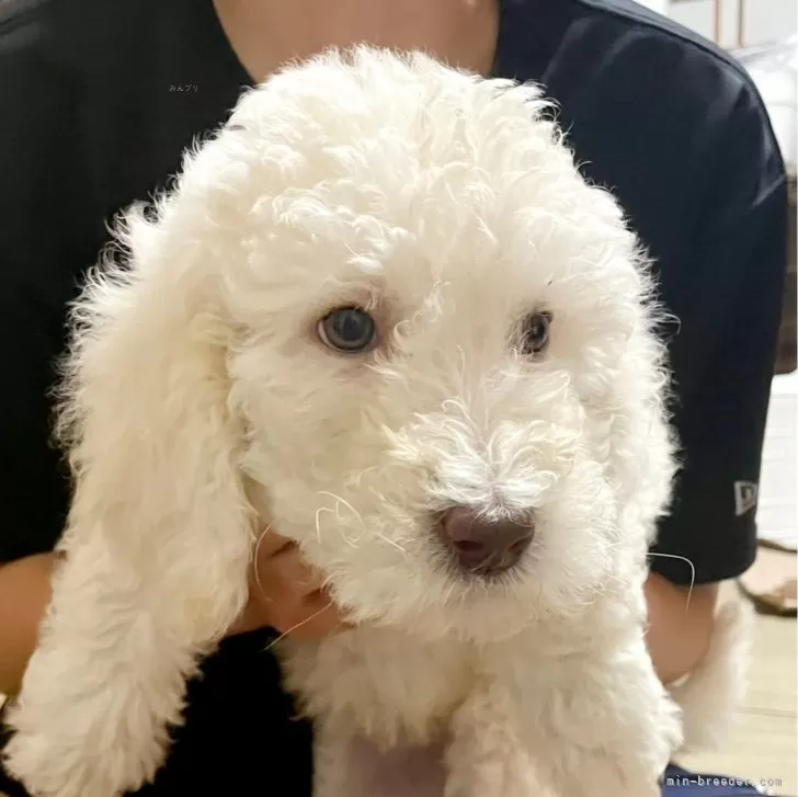 A.T 様のお迎えした子犬